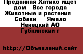 Преданная Хатико ищет дом - Все города Животные и растения » Собаки   . Ямало-Ненецкий АО,Губкинский г.